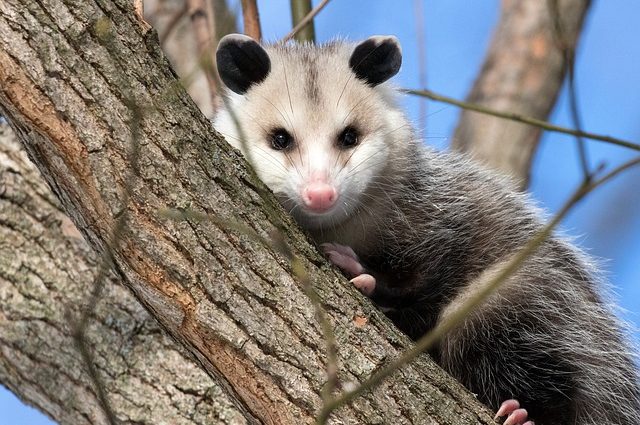 opossum-3933041_640